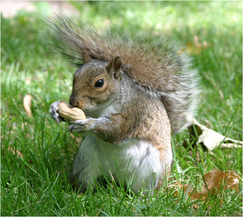 Squirrel at the Mount-Royal Park